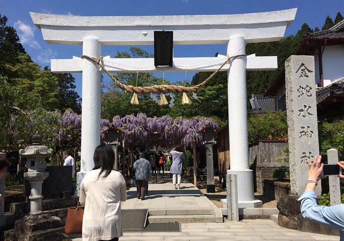 藤と牡丹で有名な神社。5月になったら金蛇水神社に行きたいねって話