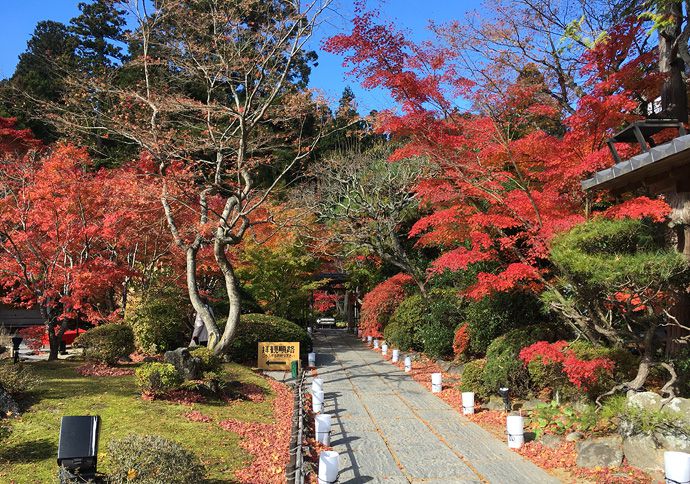 松島、円通院にて紅葉狩りと数珠づくり体験！日本最古のバラの絵も