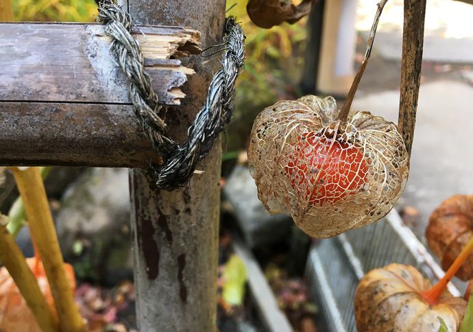 松島、円通院にて紅葉狩りと数珠づくり体験！日本最古のバラの絵も